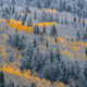 Autumn Ripples
