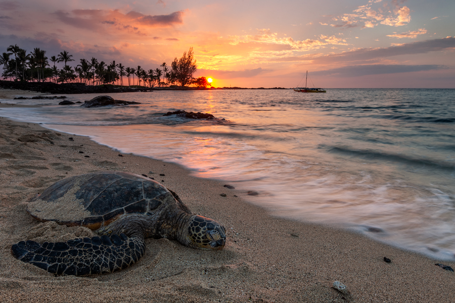 Hawaii is a place for relaxation and peace as you can see this turtle know how to do that.