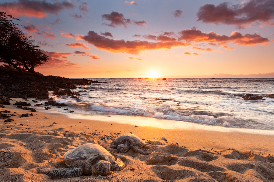 Two Hawaiian Green Sea Turtles sure know how to relax as if nothing else matters.
