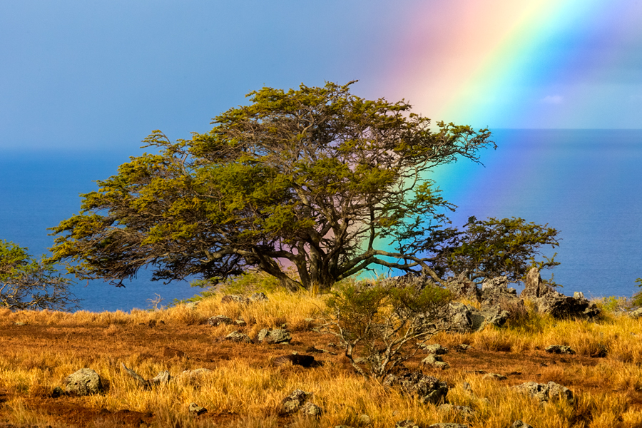 A vibrant rainbow positioned perfect into a Acacia Koa Tree.  These species of flowering tree in the family Fabaceae. It is endemic...