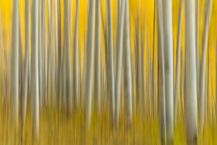 Abstract Aspen Photography for Sale
