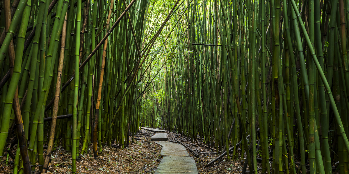 The Pipiwai Trail is located in southeast Maui. It’s within Haleakala National Park in the area called Kipahulu. The Pipiwai...