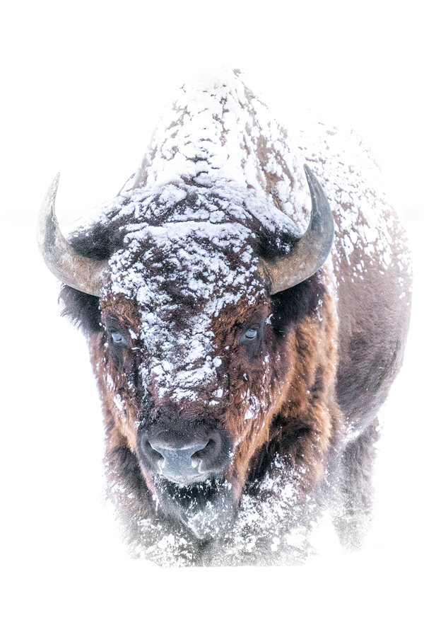 Bison Fine Art Photography for Sale