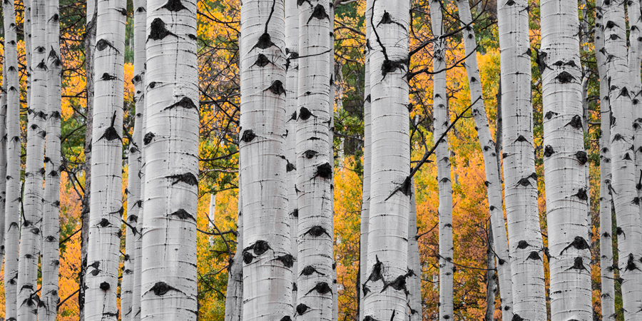 Every year in the month of September and October I go in search for the perfect aspens groves to photograph.On this particular...