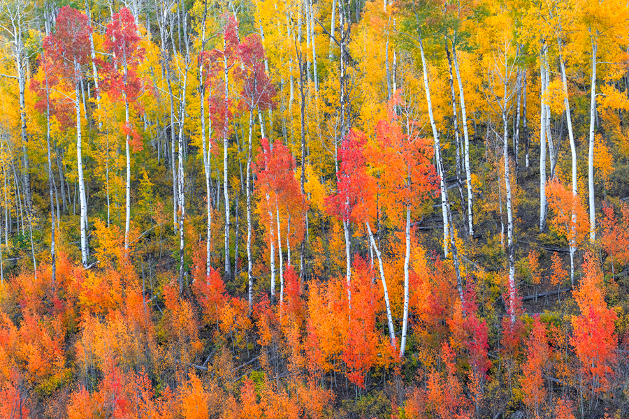 Colorado Fall Color Photography for Sale