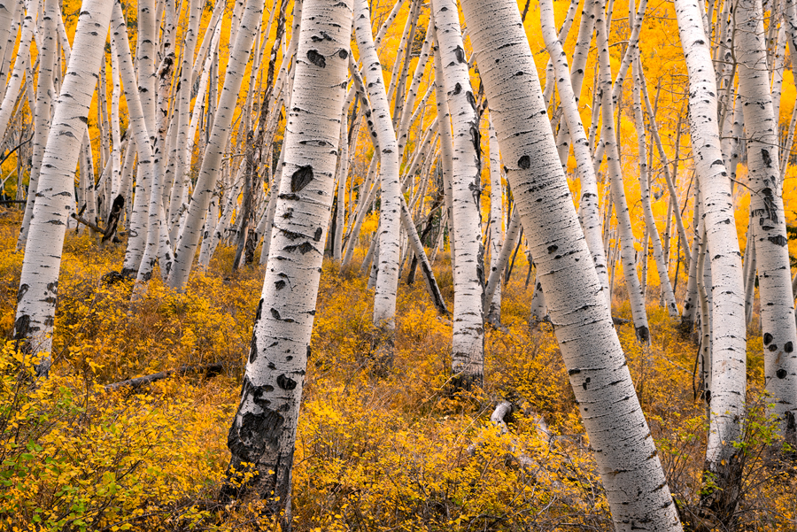 aspen tree photos for sale