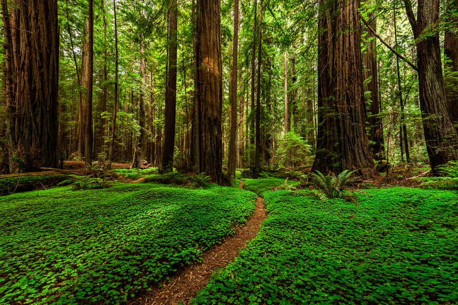 Redwood Fine Art Print for Sale