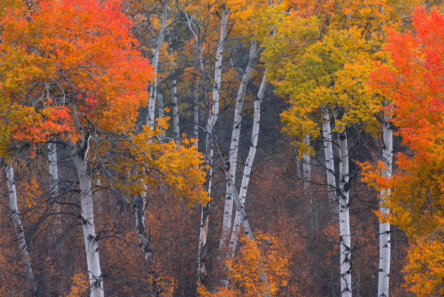 A grove of Aspens shows off its brilliant colors during peak Fall colors.