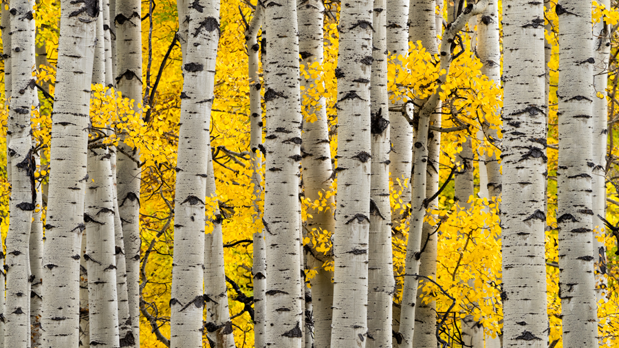 Aspen tree photography for sale