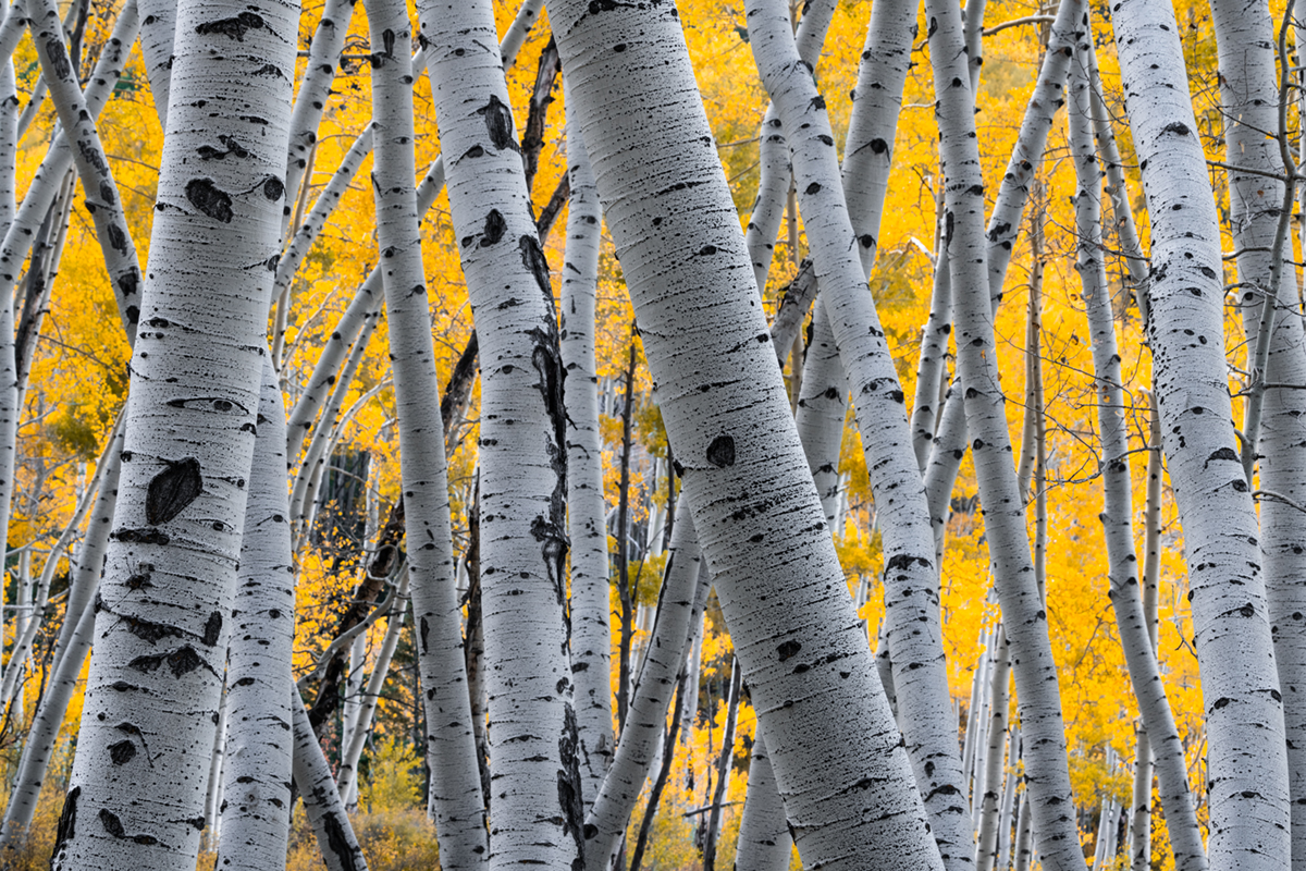 Colorado Aspen Tree Photos for Sale