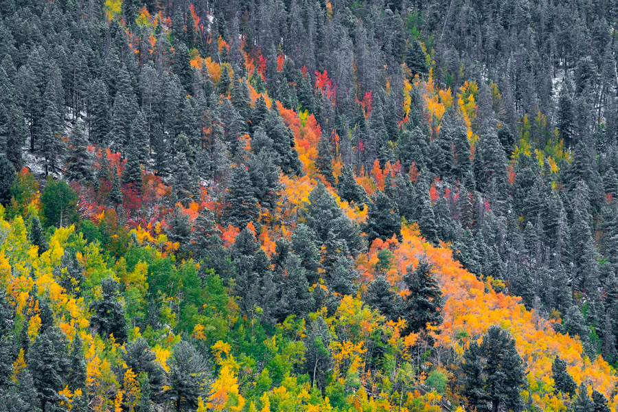 aspen tree snow photos for sale