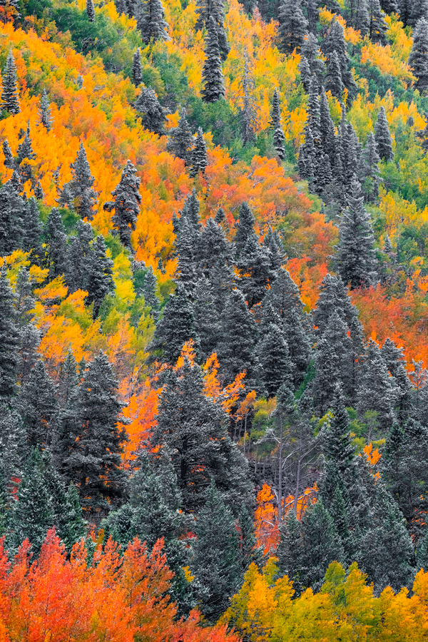 Aspen trees photos covered in snow for sale