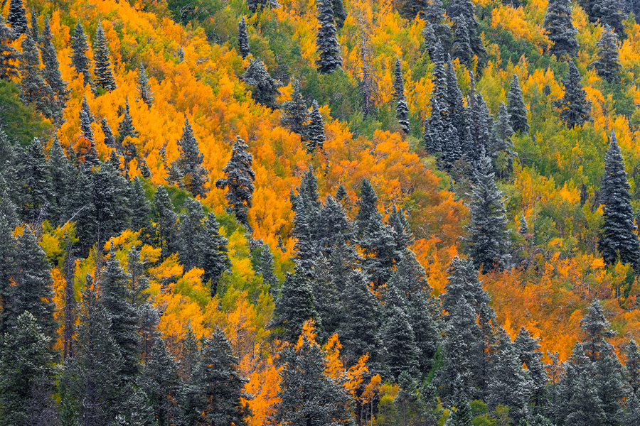 Breckenridge fall color prints for sale