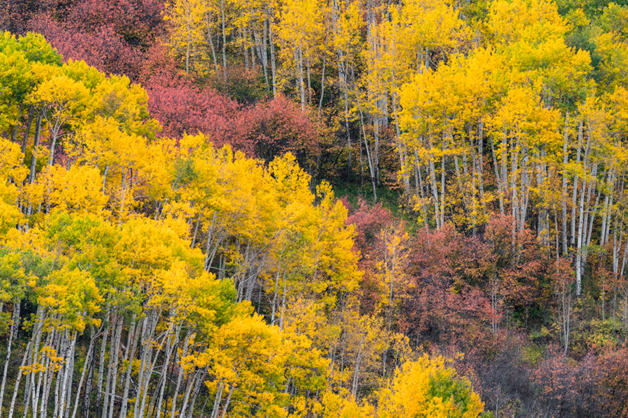 aspen tree and scrub oak photos for sale