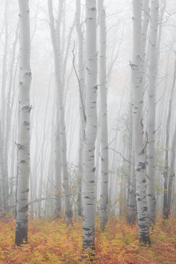 Amazing Aspen Tree Photography for Sale