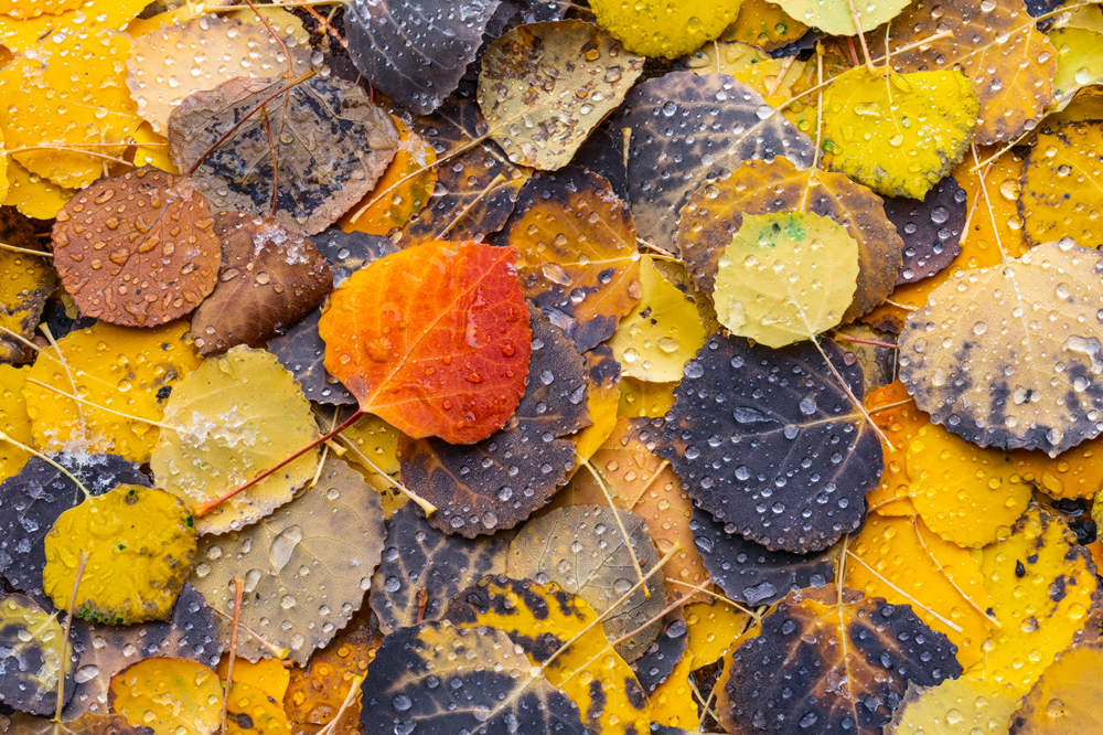 images of aspen tree leafs for sale