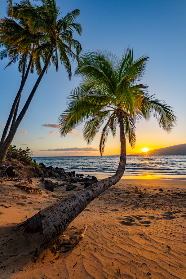Maui Palm Tree Sunset Photography for Sale