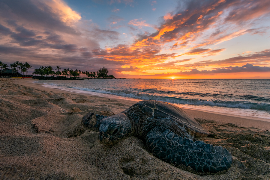 Turtle Fine Art Prints for Sale