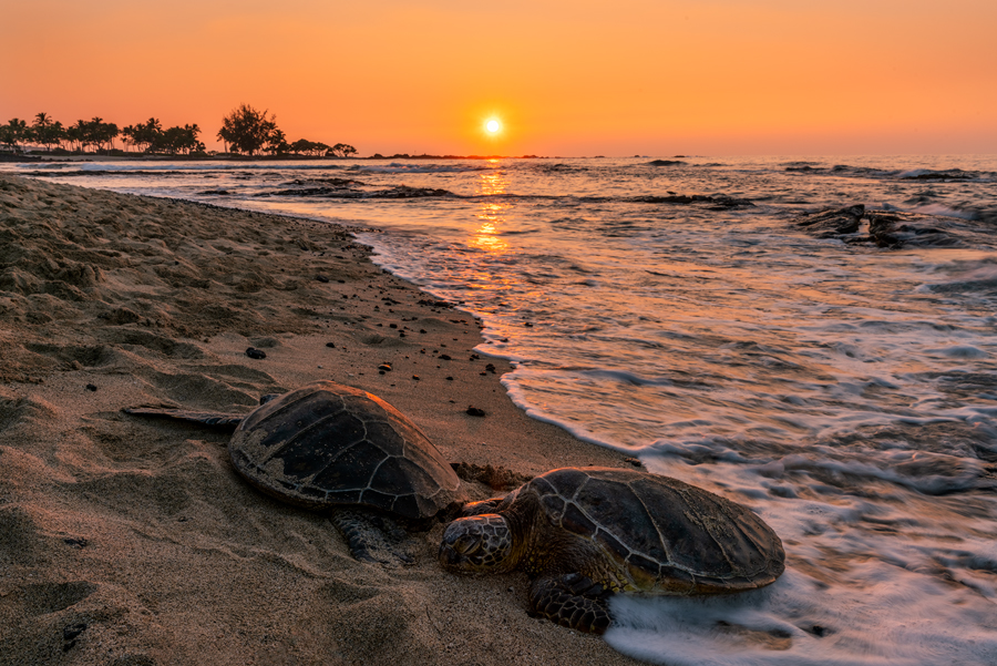 Two turtles rest on the stunning Kukio Beach at sunset.