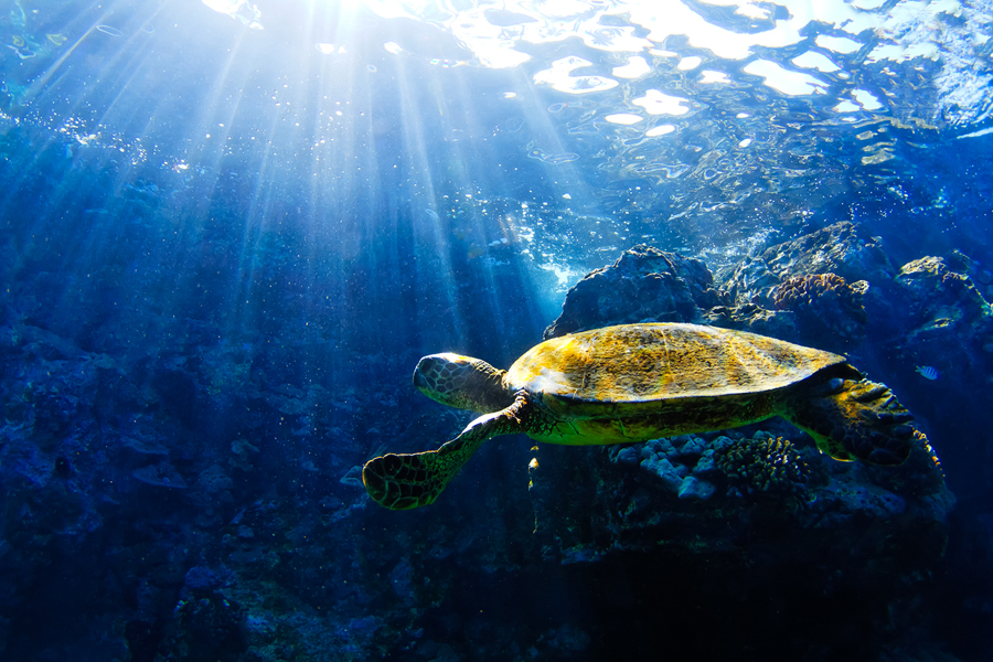 Sun-rays filter through the water a Hawaiian Green Sea Turtle cruises though the warm waters off The Pacific Ocean.