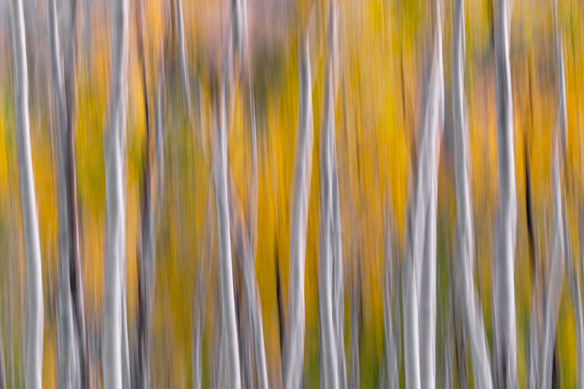 Aspen Tree Wall Art for Sale