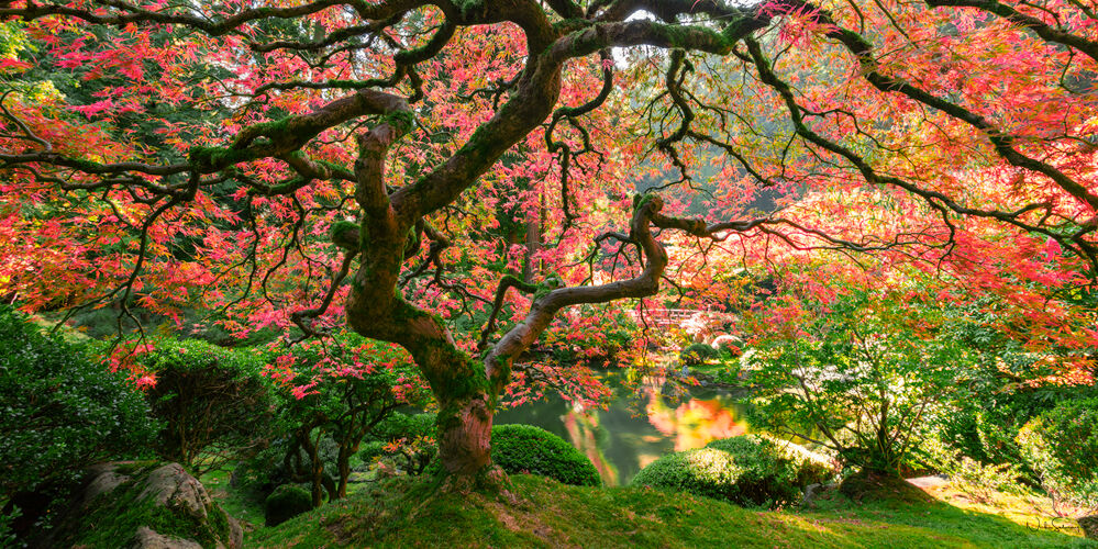 Garden of Zen Panoramic | Japanese Gardens, Portland,Oregon