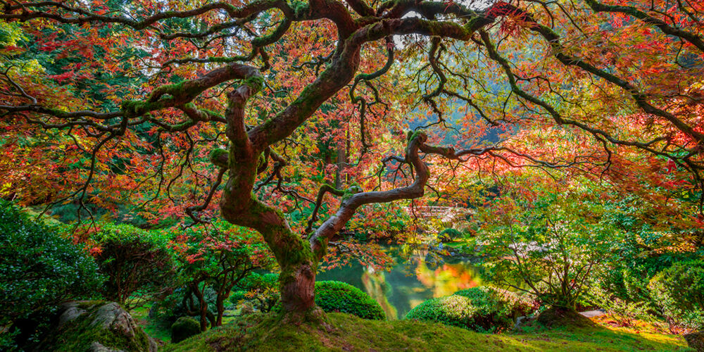 This famous Japanese Maple Tree is located in the Japanese, Gardens in Portland ,Oregon. Many photographers in October come to...