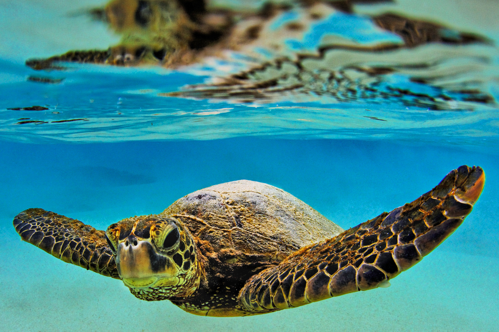 Hawaiian Green Sea Turtles Print for Sale