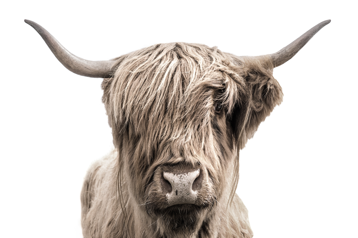 Highland Scottish Cow Fine art Prints for Sale