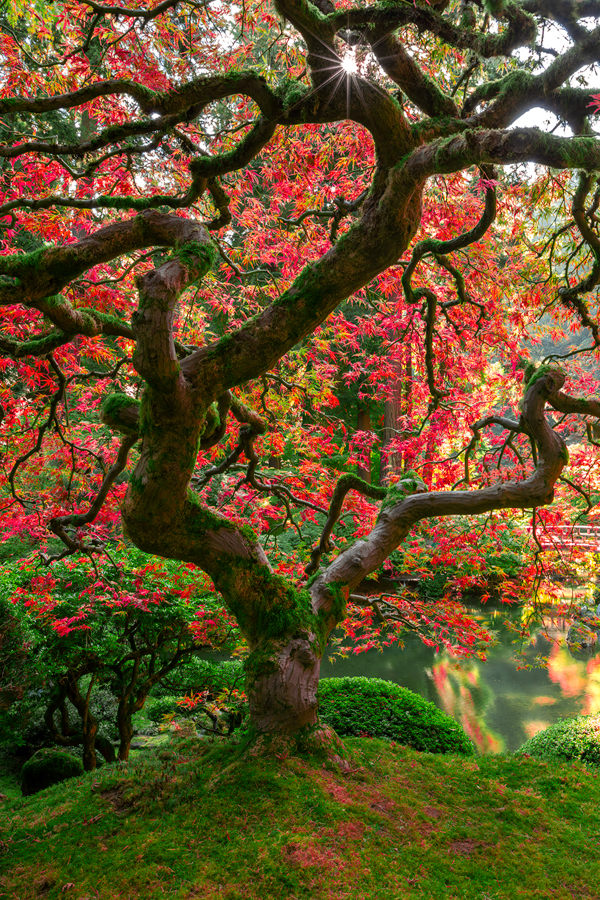 Images of the Japanese Gardens in Portland for Sale