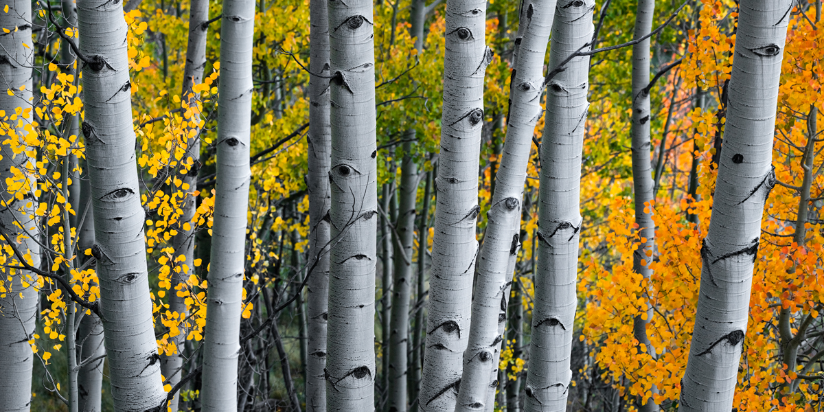 Driving around the Last Dollar Rd/ San Juan Mountain Range I came across this isolated section of aspen trees with an array of...