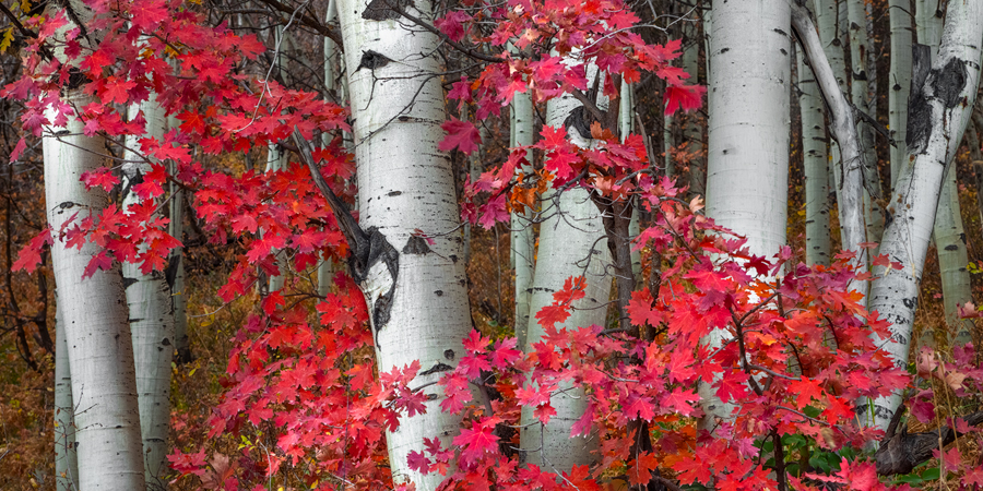Vibrant Red Maple Leafs and Aspens coming together to create a stunning scene in nature.