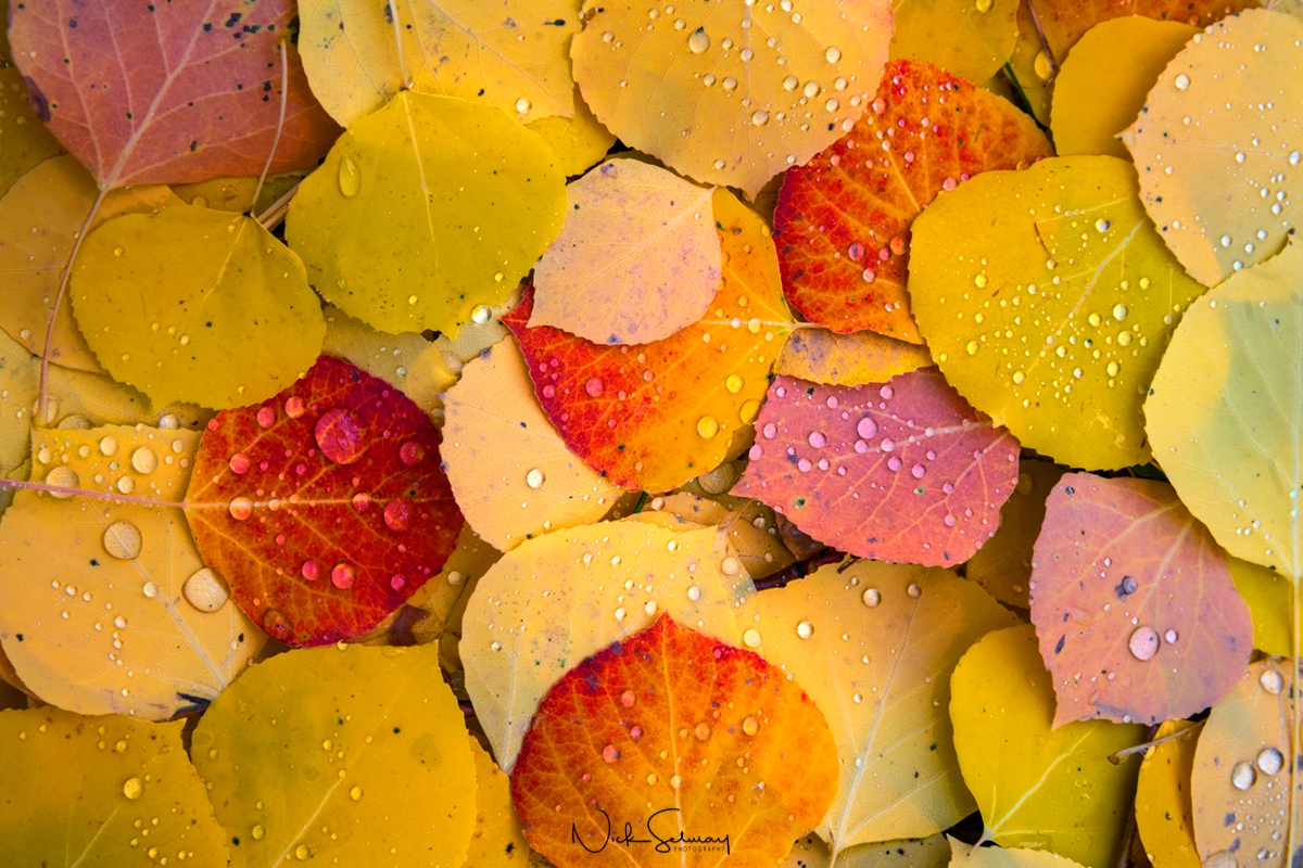 Photos of Aspen Leaves for Sale