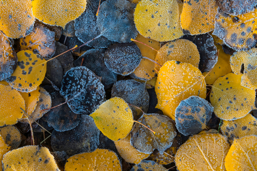 Images of Aspen Tree Leaves for Sale