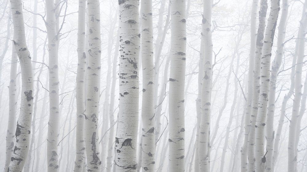 aspen tree images for sale