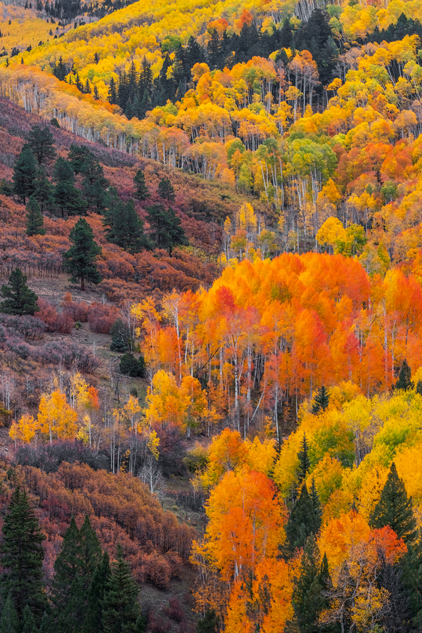 Fall Aspen Tree Photography
