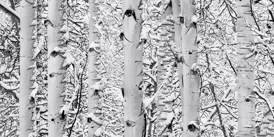 aspen tree snow images for sale