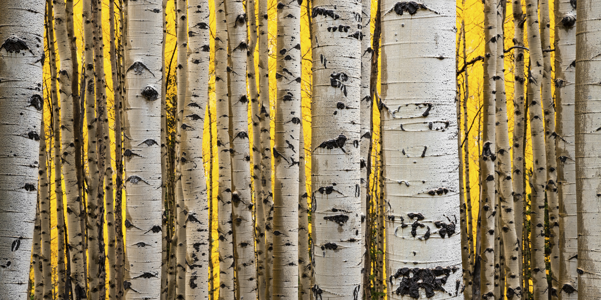 A stand of aspens on a mountain road at peak Fall color in this beautiful piece of nature photography.