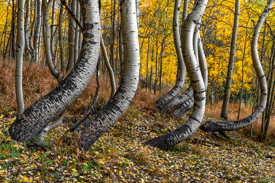 Bent Aspen Tree Photography for Sale