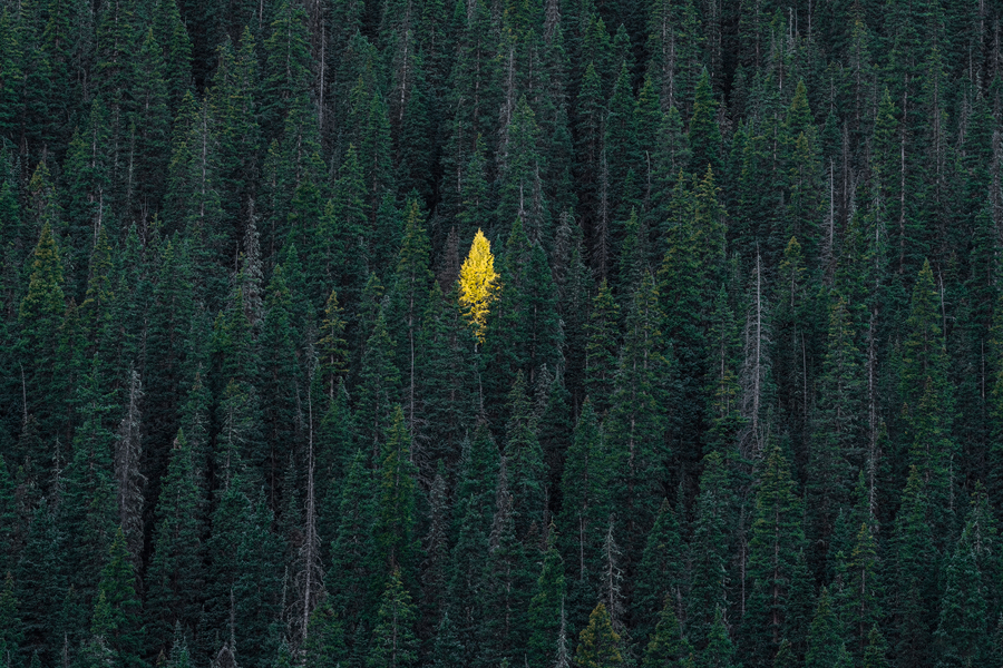 Pine landscape store