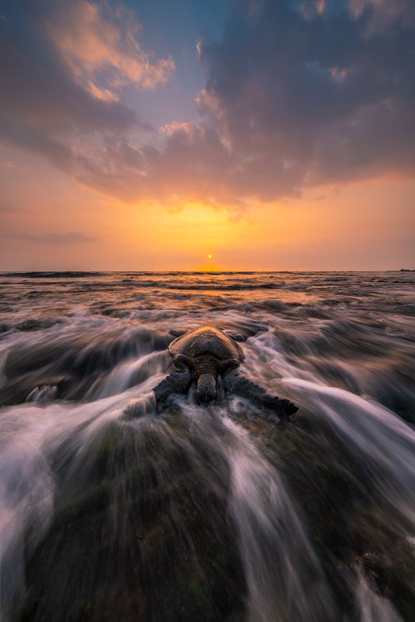 This Hawaiian Green Sea turtle relies on the coastline allowing me to capture it while it rest at sunset.