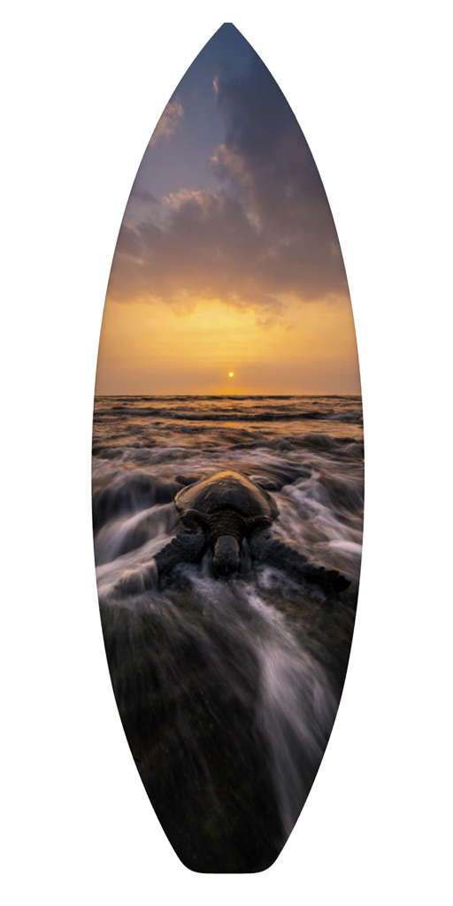 Hawaii sea turtle hanging surfboards for sale