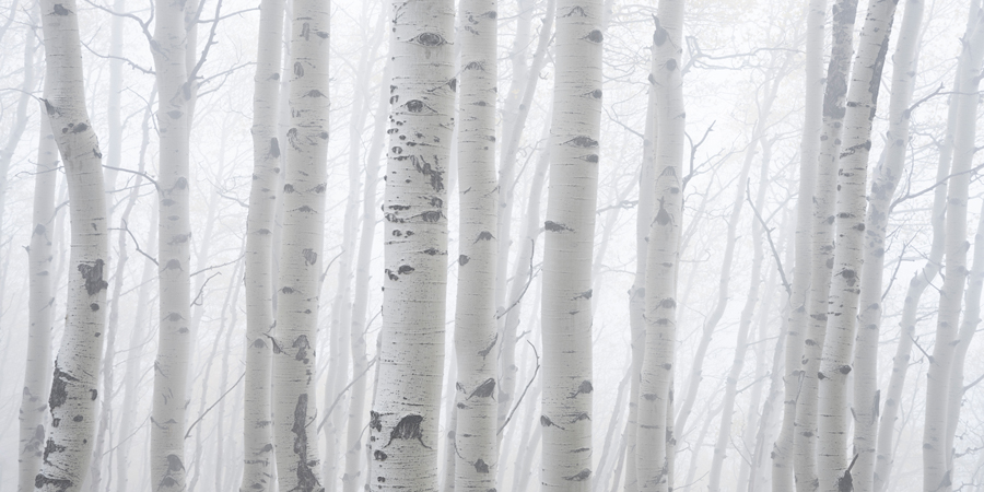 A stunning grove of aspens go inn and out of view as the fog dances through the forest.