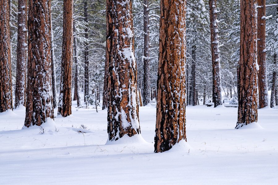 Ponderosa Pine Tree photos for sale